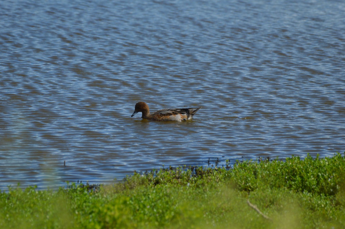 Eurasian Wigeon - ML645468036