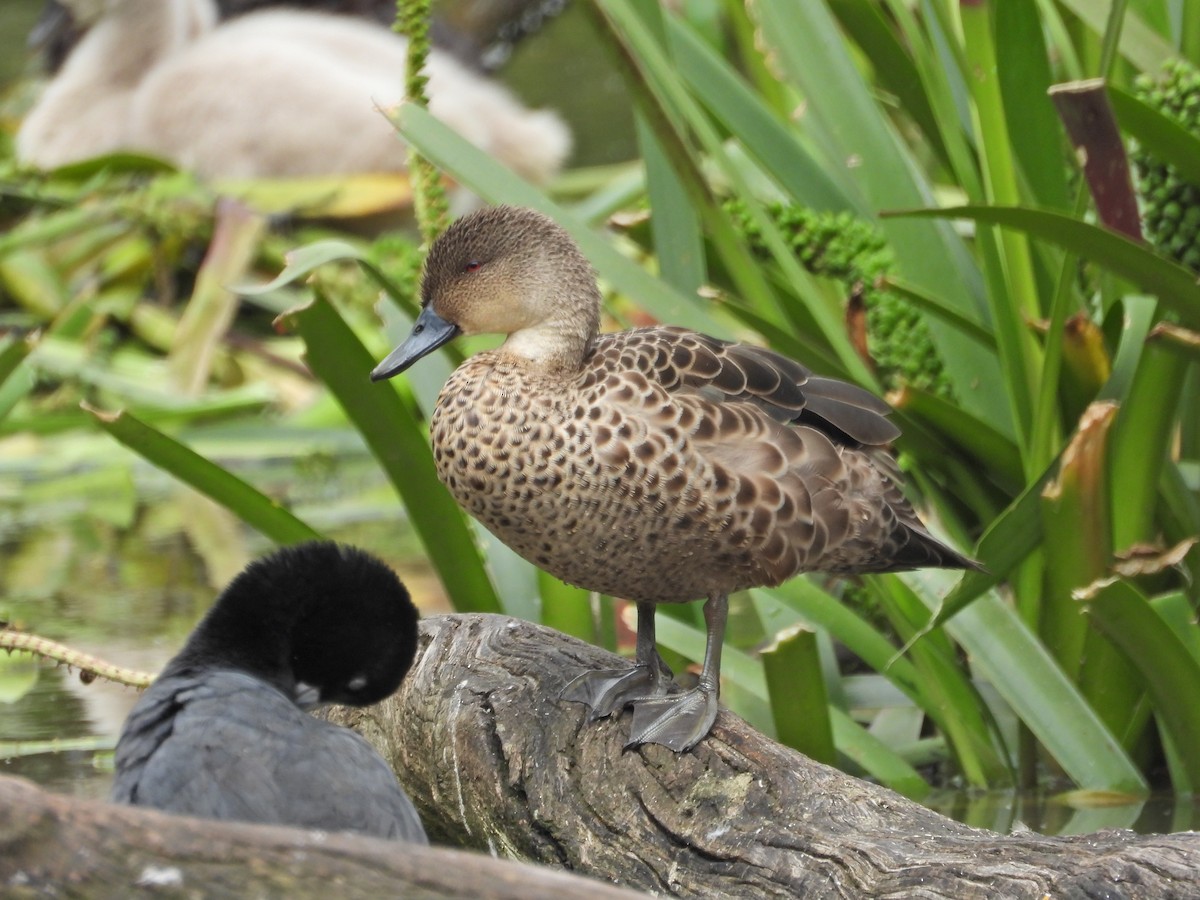 Chestnut Teal - ML645468039