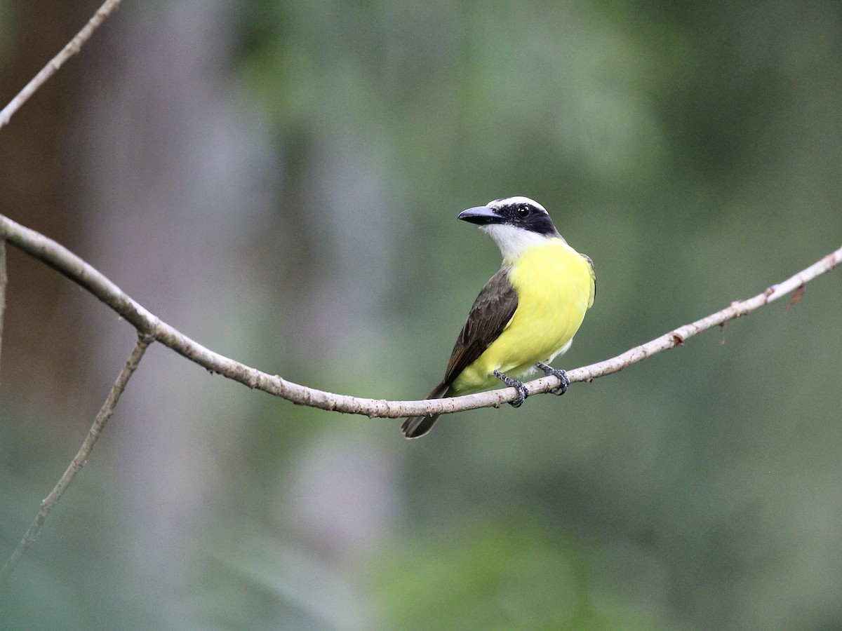 Boat-billed Flycatcher - ML645468040