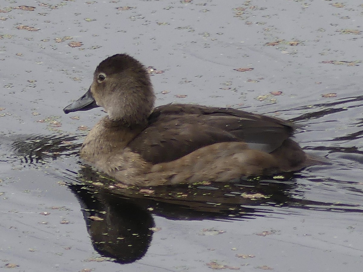 Redhead - ML645468041