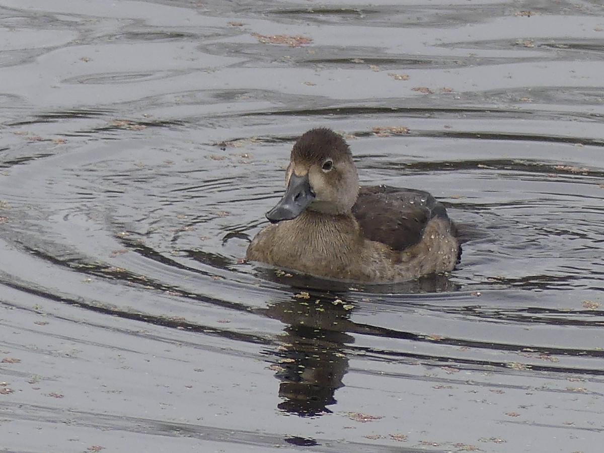 Redhead - ML645468042