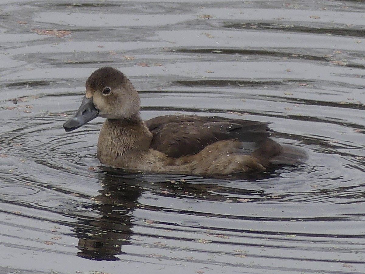 Redhead - ML645468043