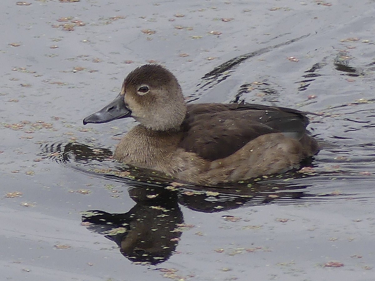 Redhead - ML645468044