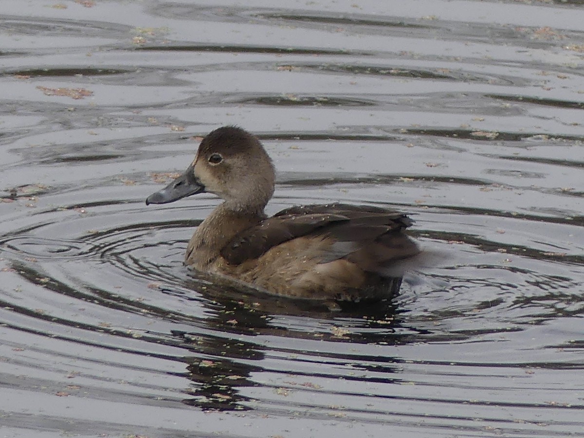 Redhead - ML645468045