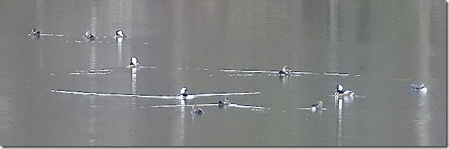 מרגון מקושט - ML645468053