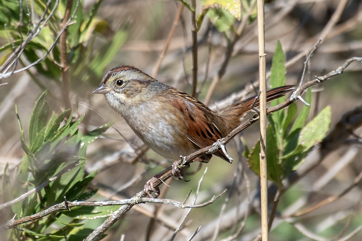 Болотная зонотрихия - ML645468055