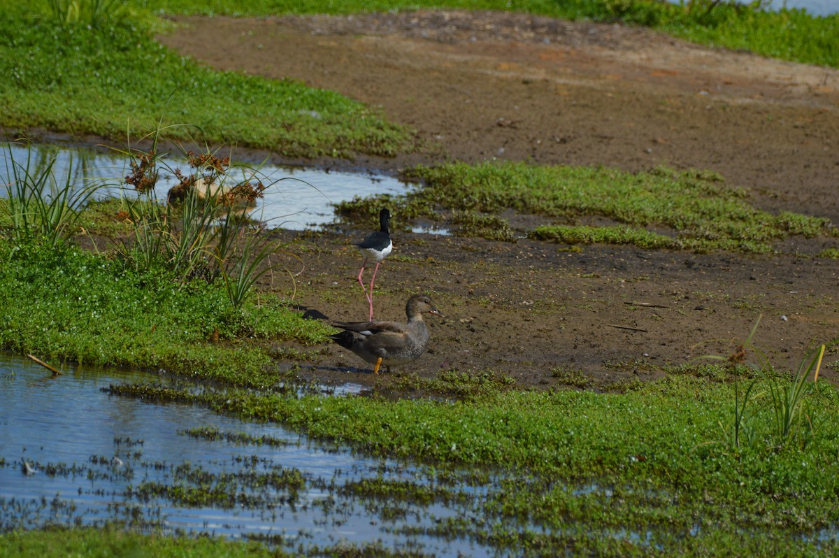 Gadwall - ML645468060