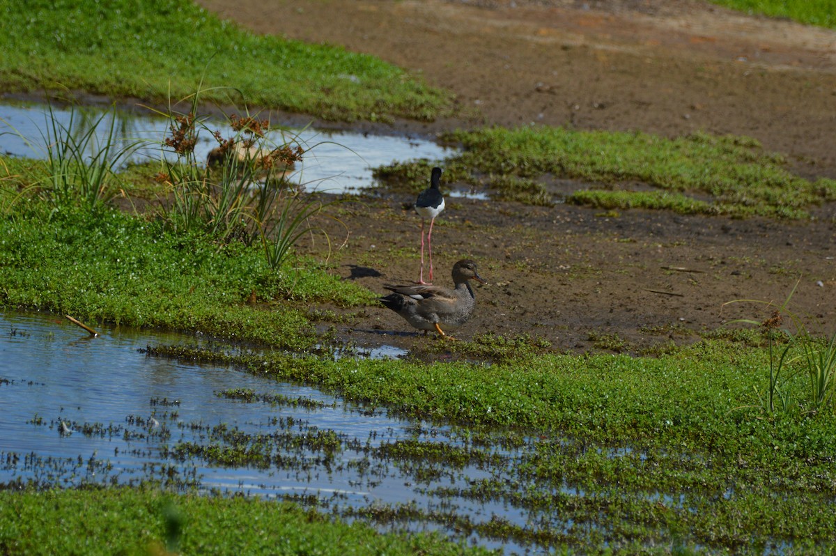 Gadwall - ML645468061