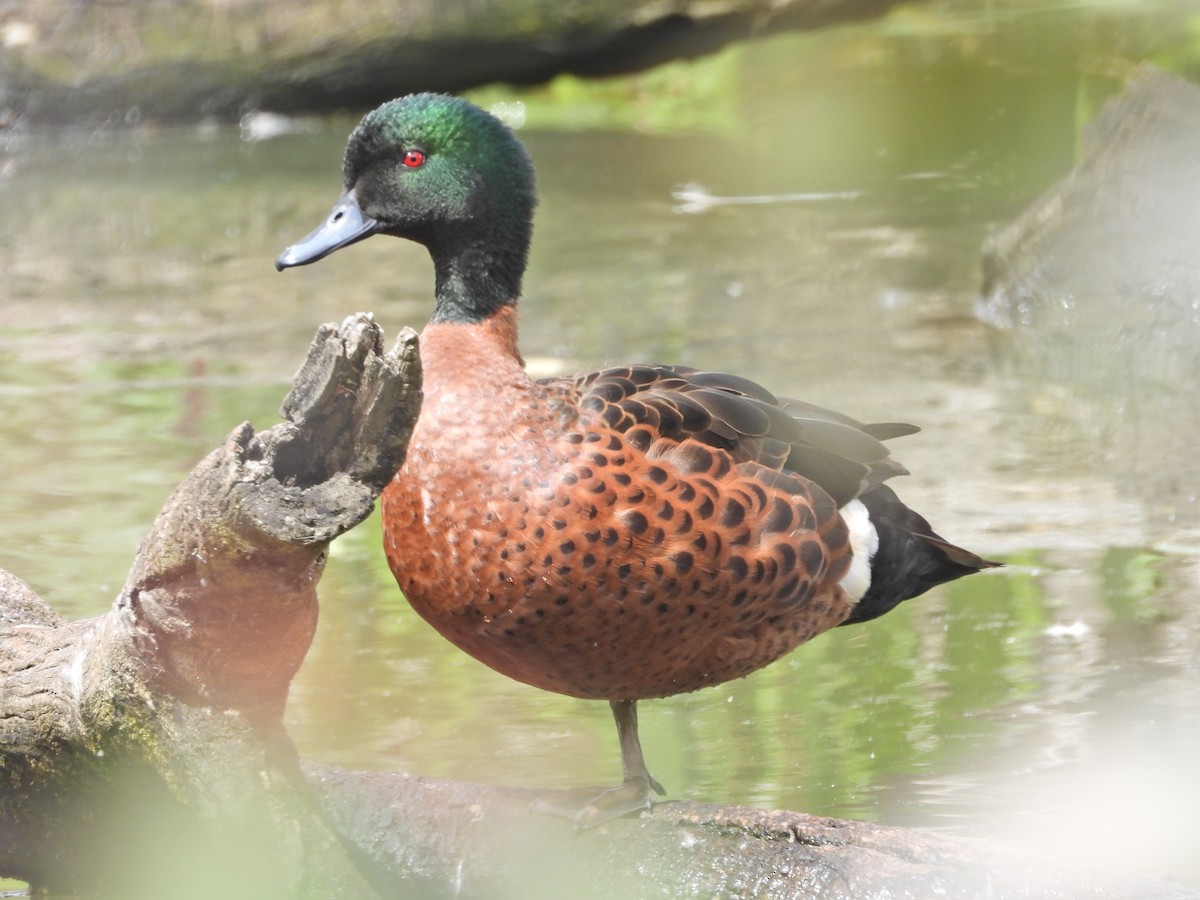 Chestnut Teal - ML645468062