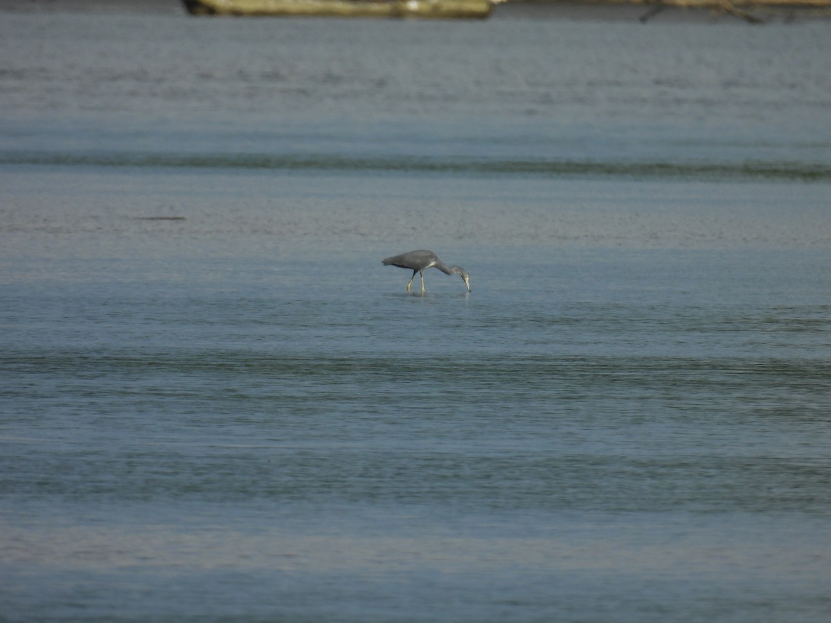 Tricolored Heron - ML645468064