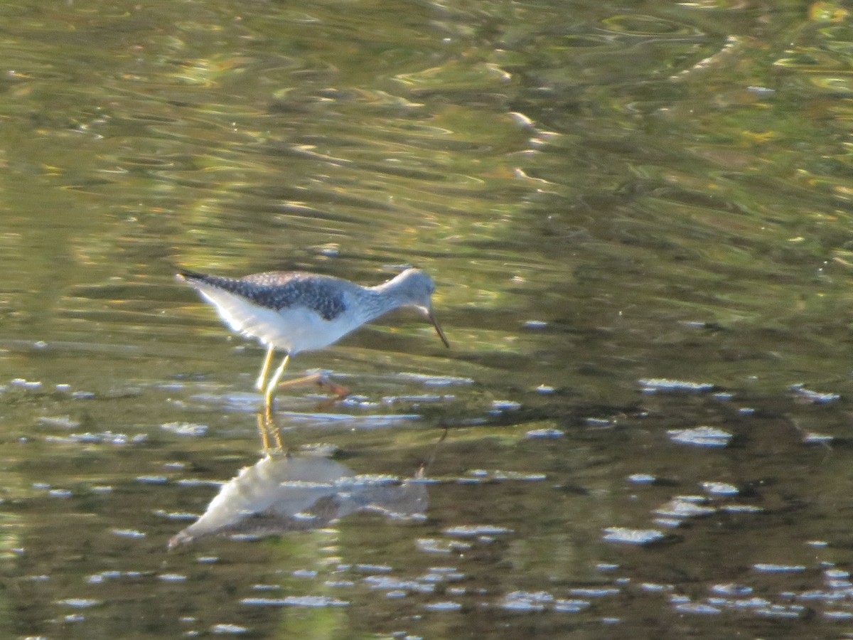 Greater Yellowlegs - ML645468066