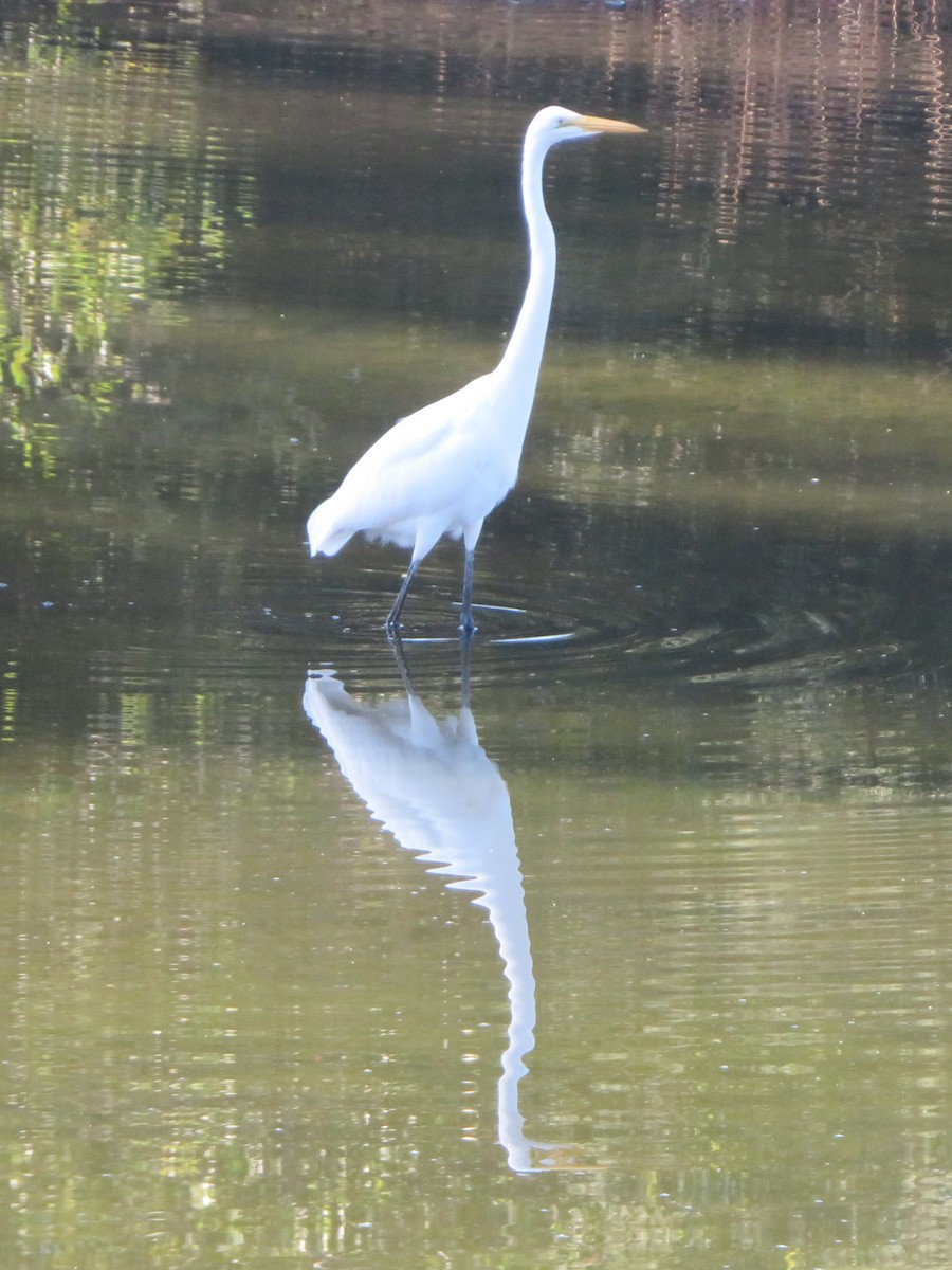 Great Egret - ML645468083