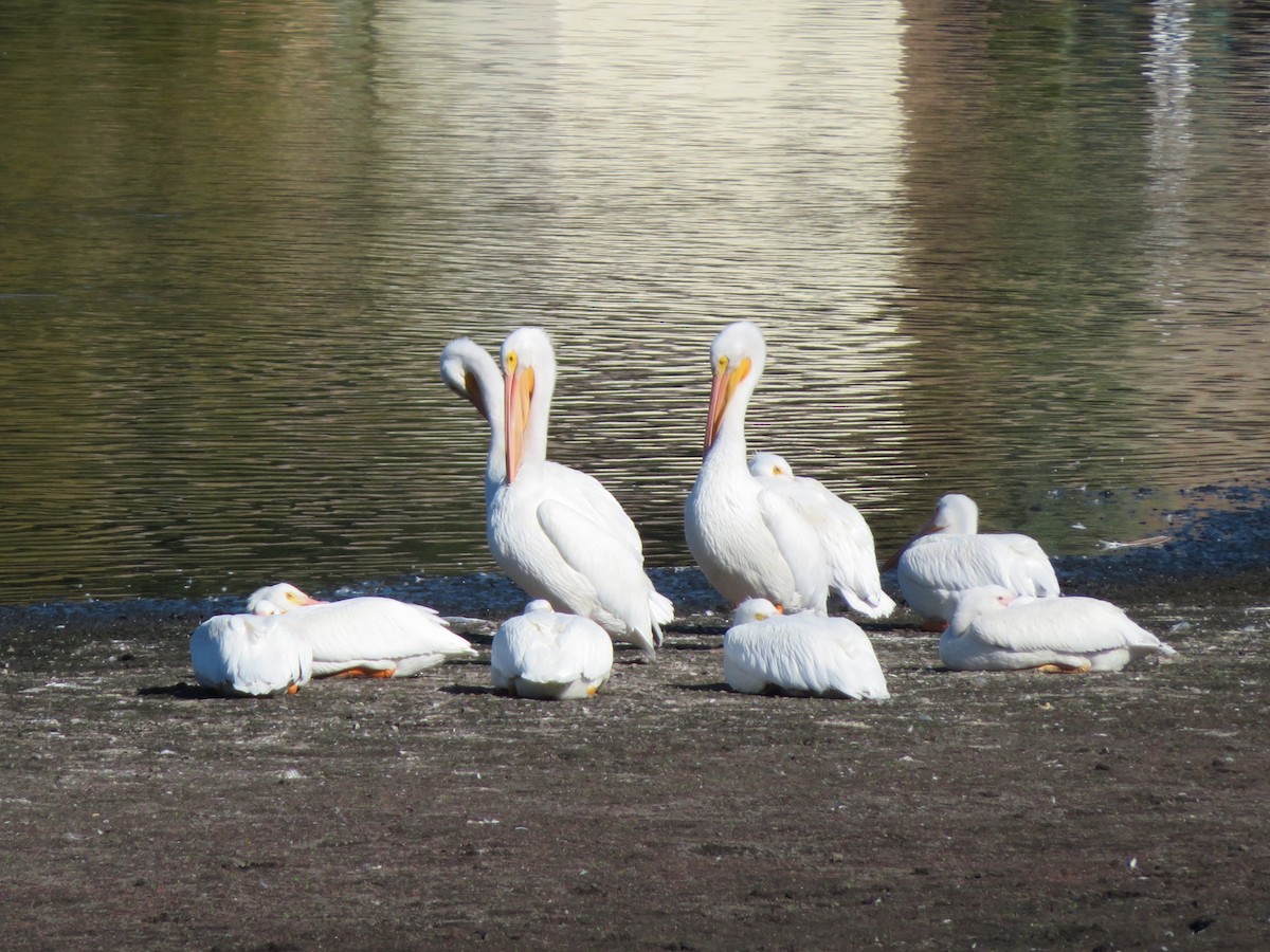 American White Pelican - ML645468107
