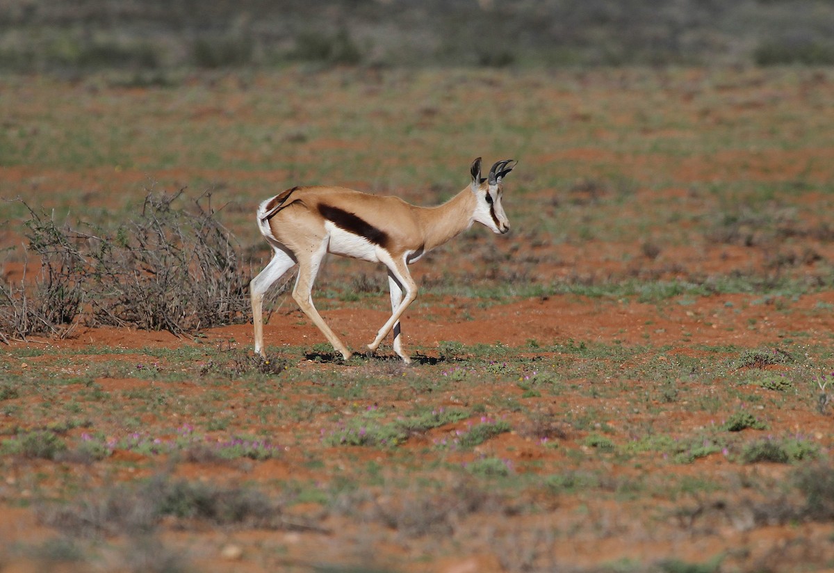 Springbok - ML645468116