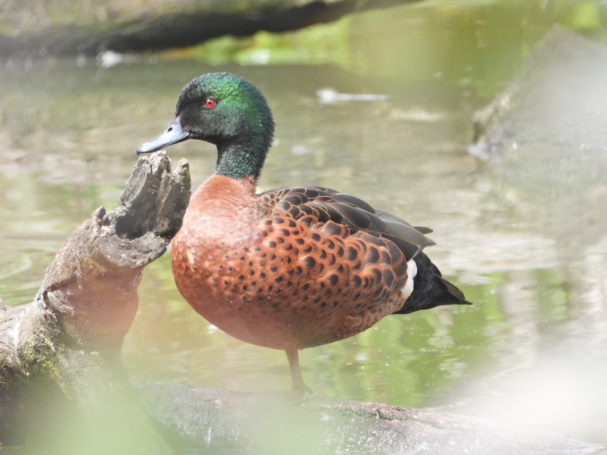 Chestnut Teal - ML645468120