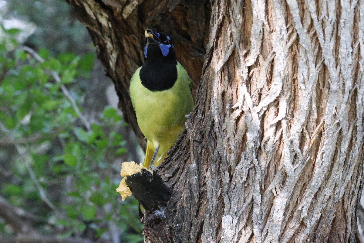 Geai vert (groupe luxuosus) - ML645468124