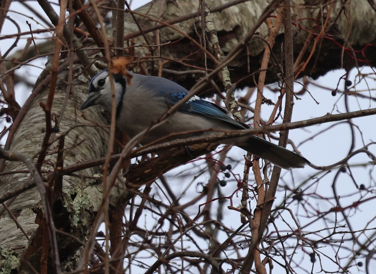 Сизойка блакитна - ML645468126