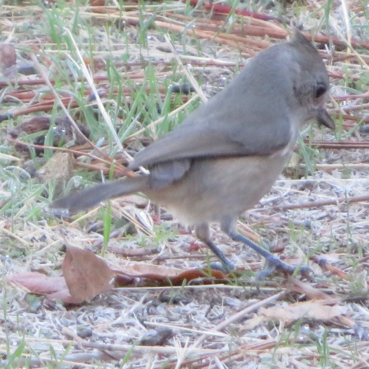 Oak Titmouse - ML645468133