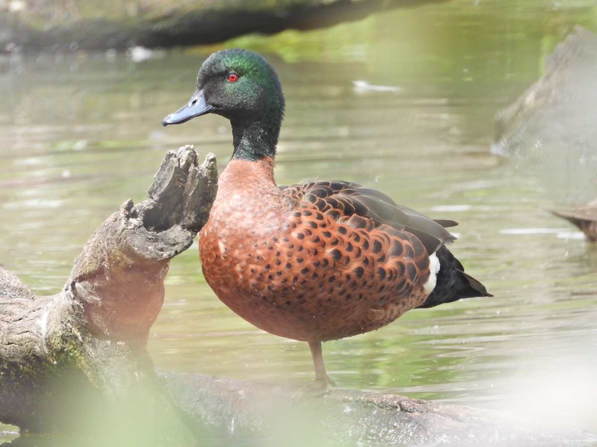 Chestnut Teal - ML645468146