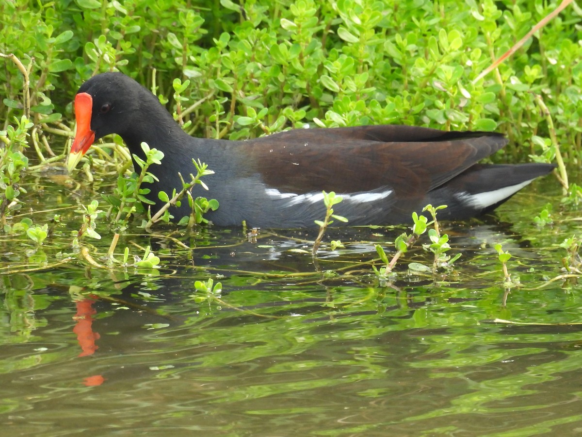 Amerika Sutavuğu - ML645468153