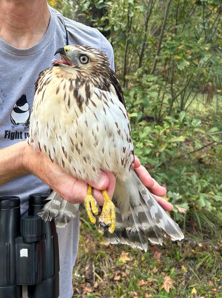 Канюк ширококрилий - ML645468162