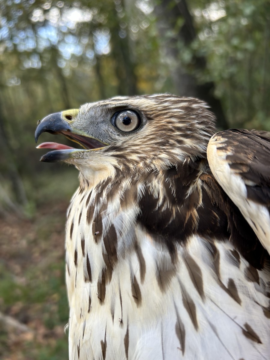 Канюк ширококрилий - ML645468163