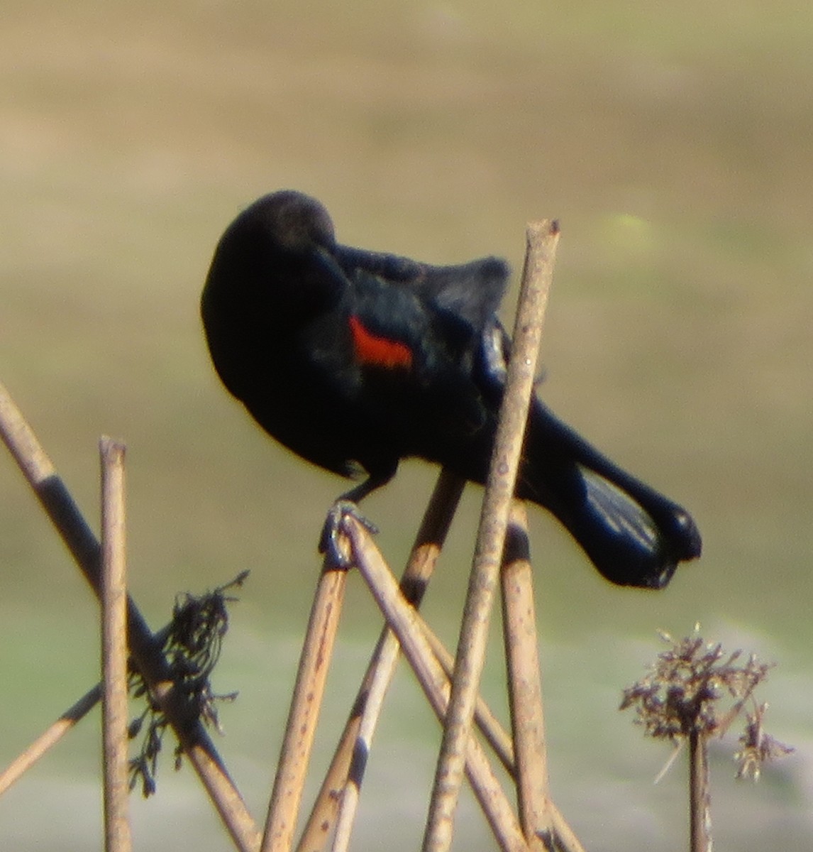 Red-winged Blackbird - ML645468164