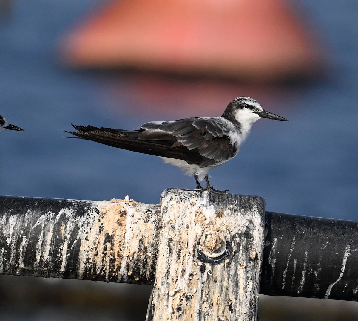 Bridled Tern - ML645468172