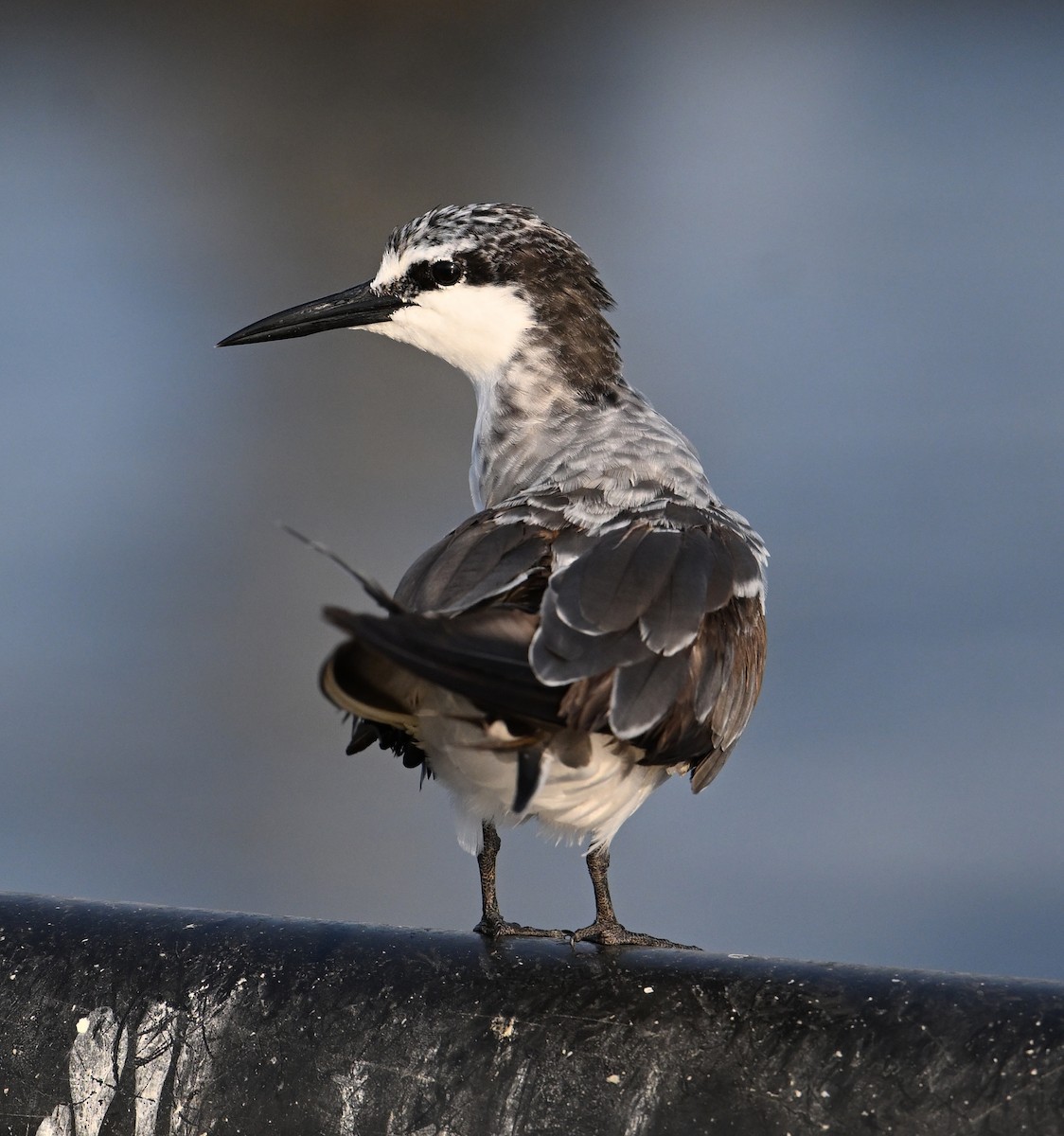 Bridled Tern - ML645468173