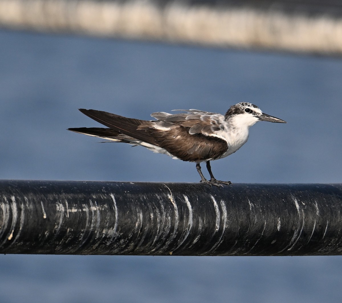 Bridled Tern - ML645468174