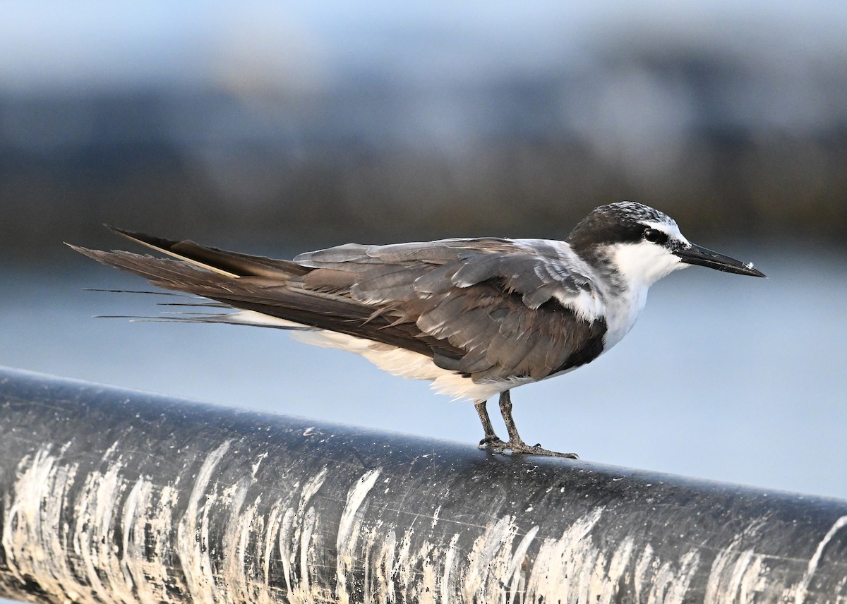 Bridled Tern - ML645468175
