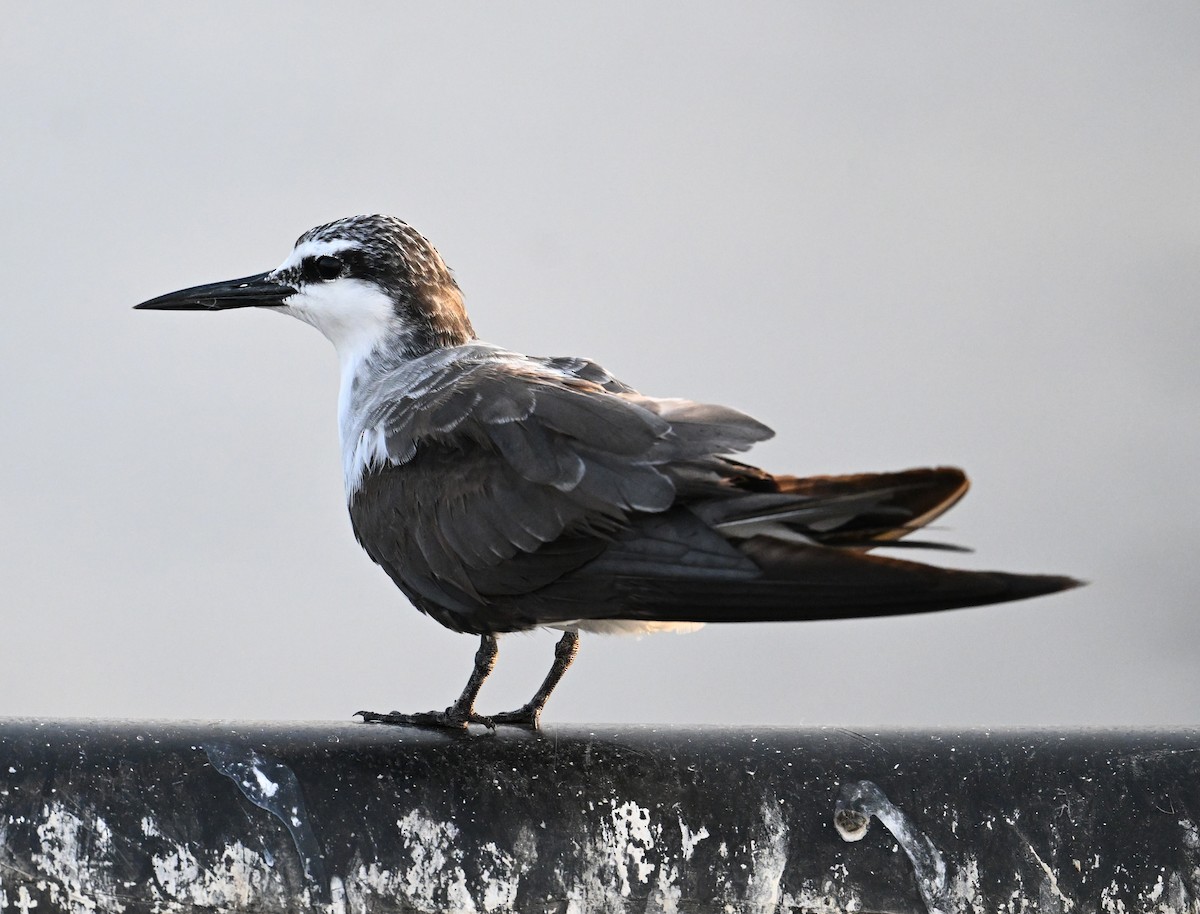 Bridled Tern - ML645468176