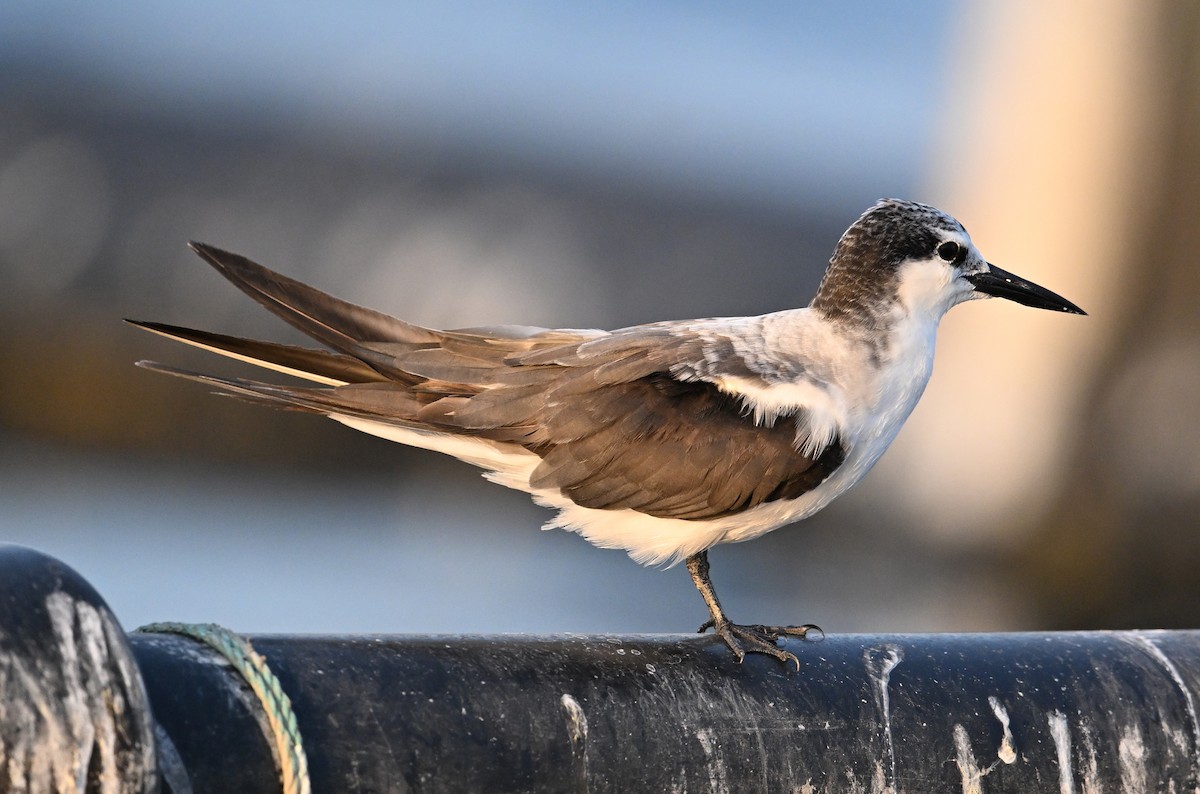 Bridled Tern - ML645468177