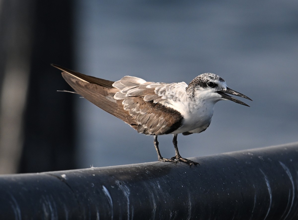 Bridled Tern - ML645468180