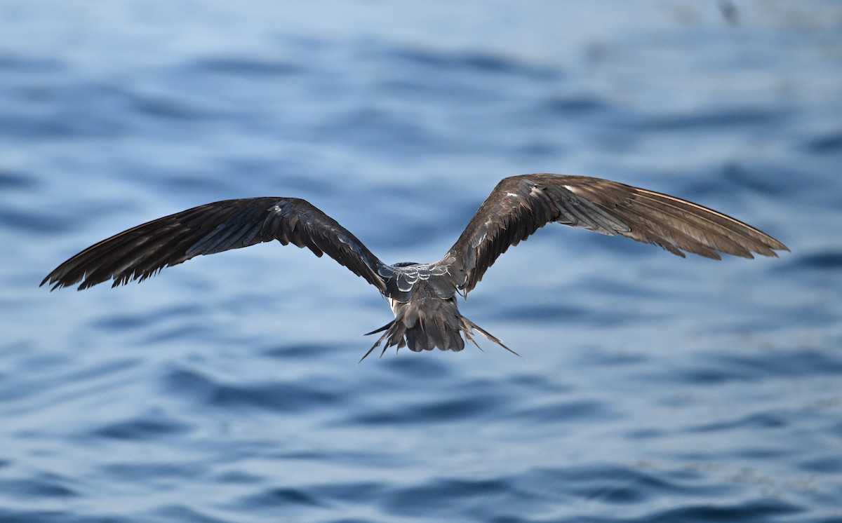 Bridled Tern - ML645468181