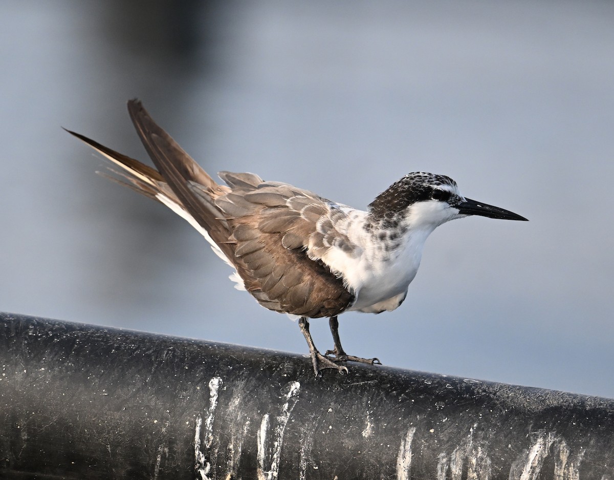 Bridled Tern - ML645468182