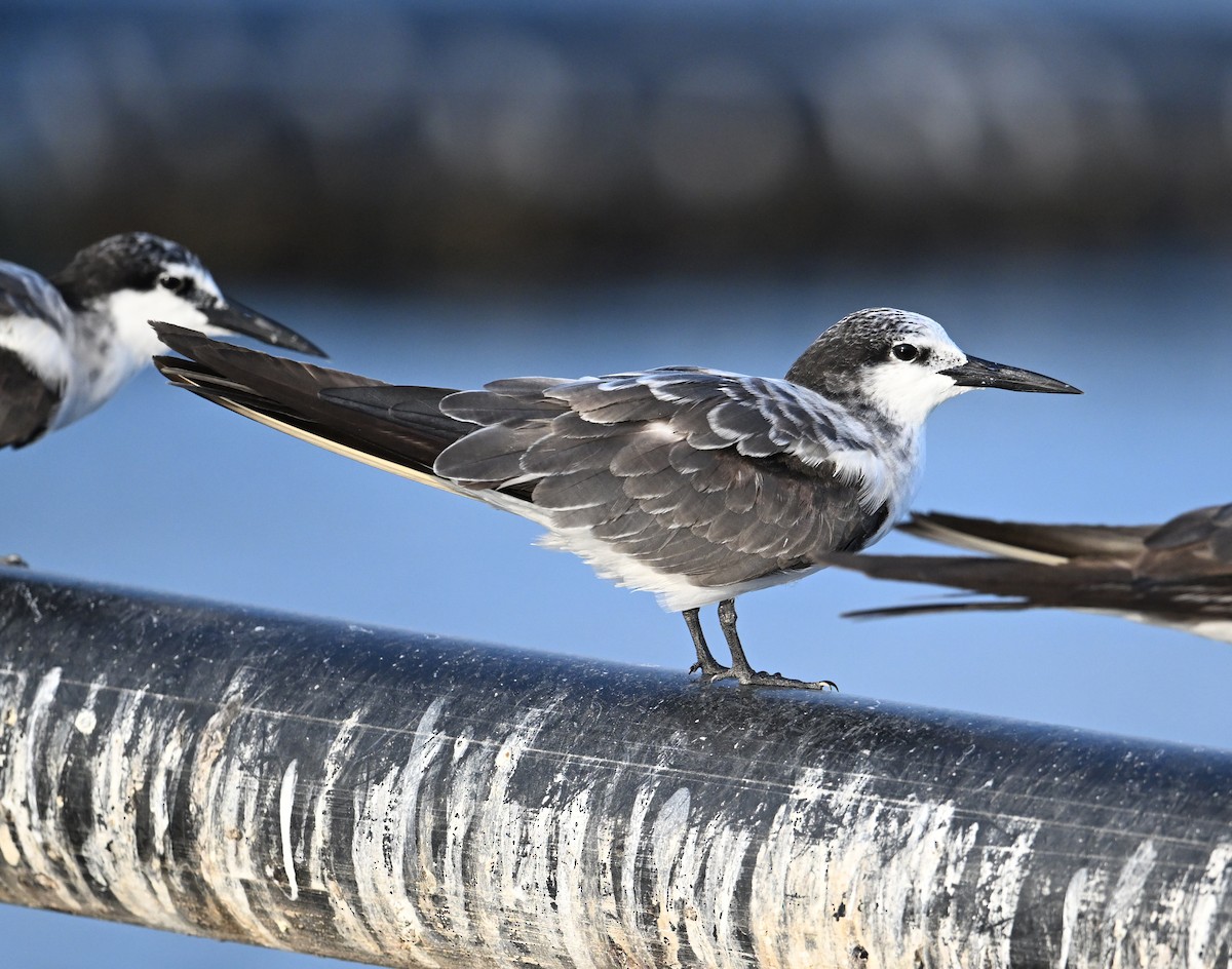 Bridled Tern - ML645468184