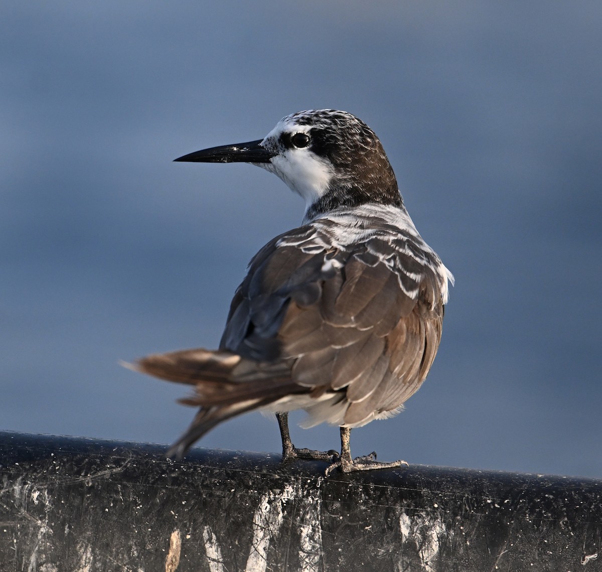 Bridled Tern - ML645468186