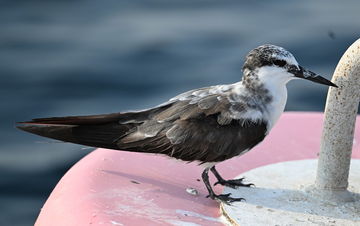 Bridled Tern - ML645468187
