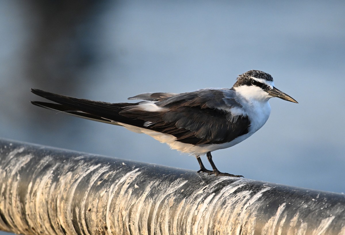 Bridled Tern - ML645468188