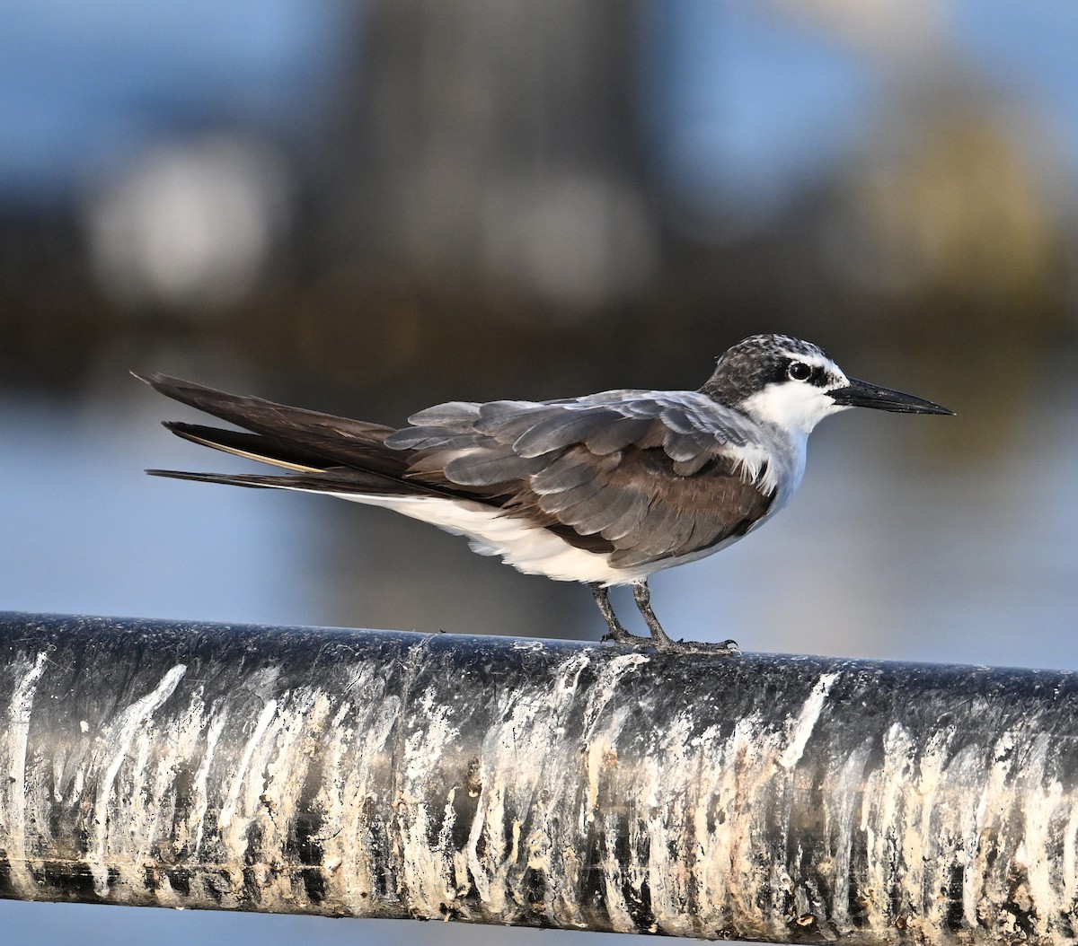 Bridled Tern - ML645468189