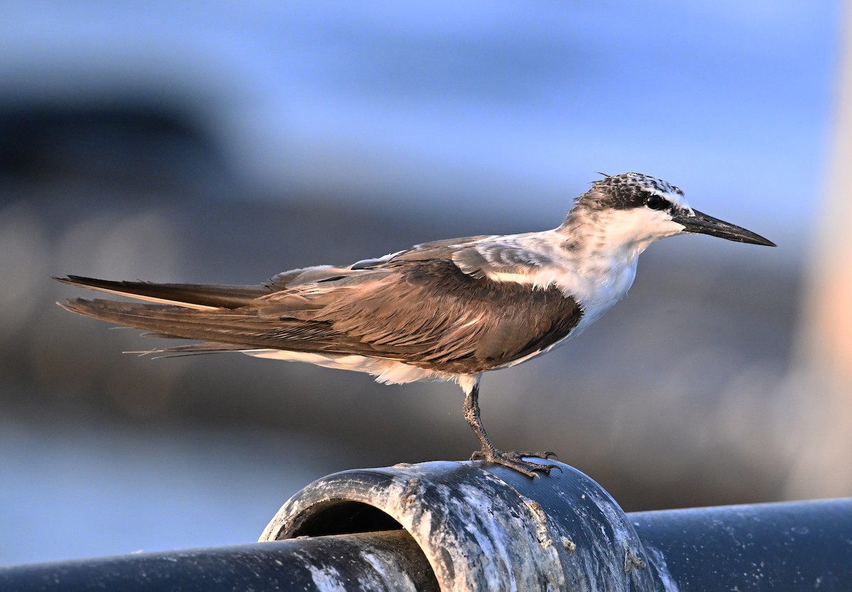 Bridled Tern - ML645468190