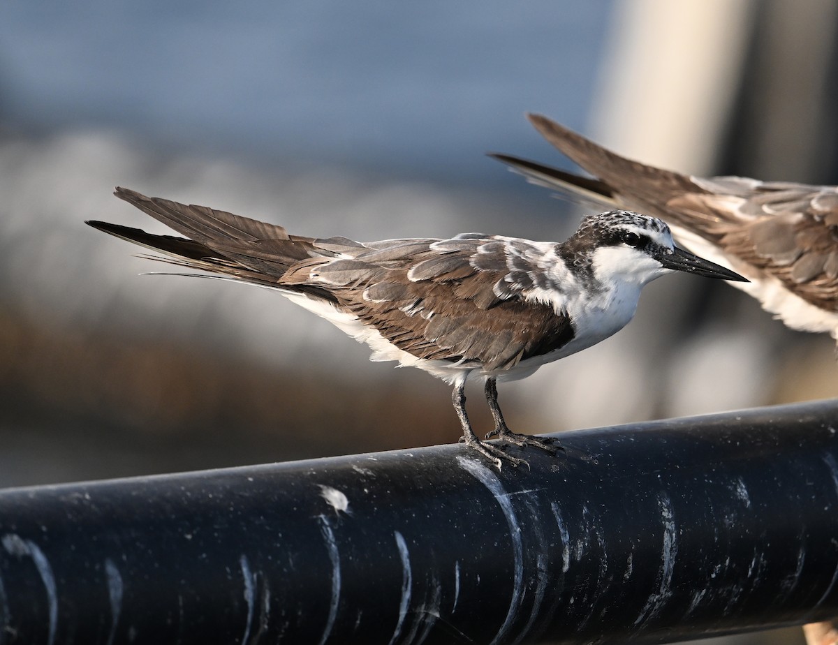 Bridled Tern - ML645468191