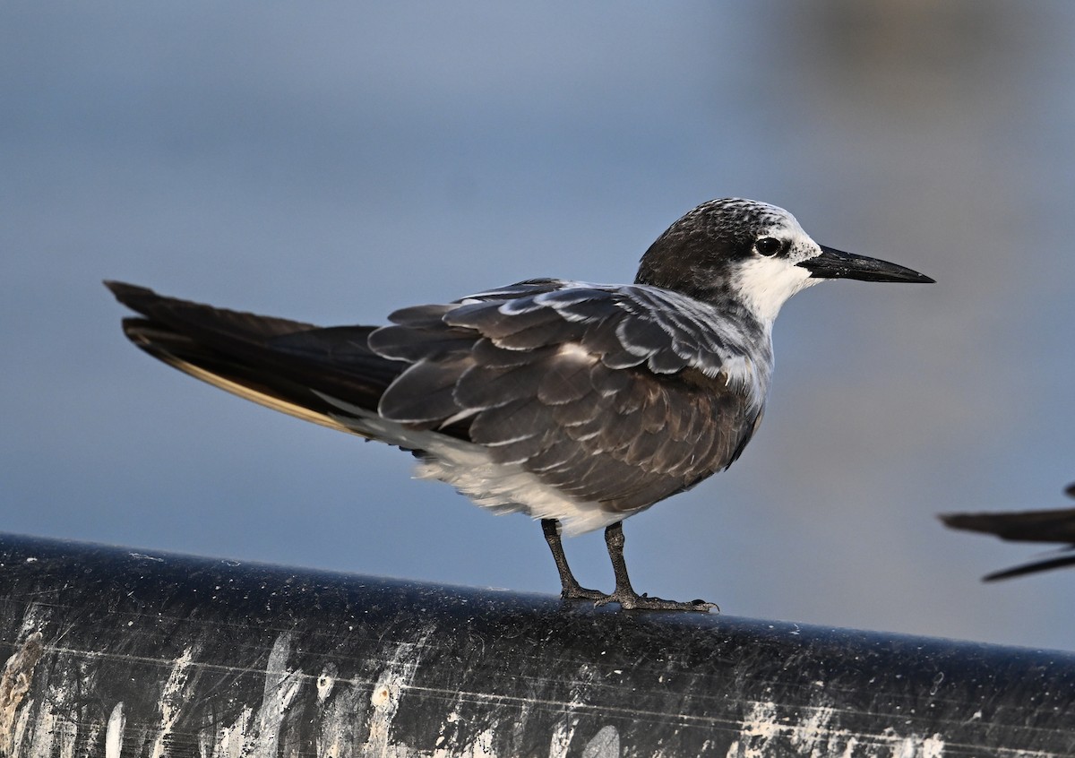 Bridled Tern - ML645468192