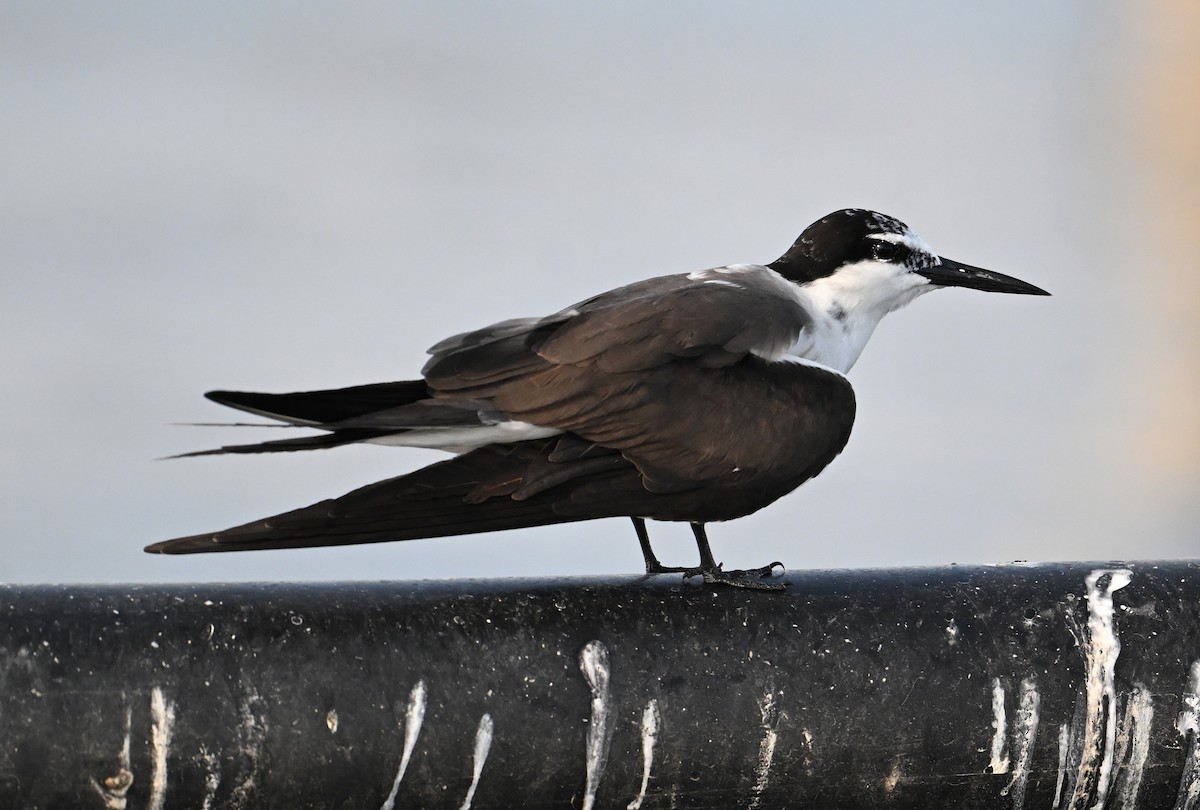 Bridled Tern - ML645468194