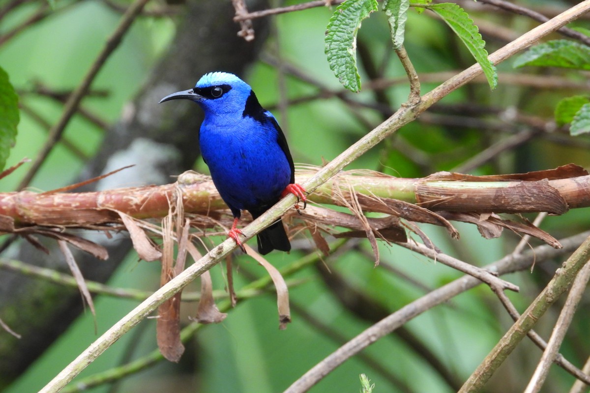 Red-legged Honeycreeper - ML645468195