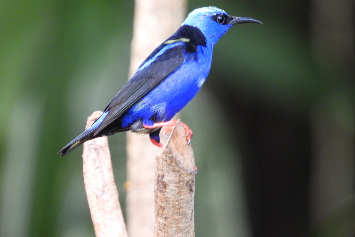 Red-legged Honeycreeper - ML645468196