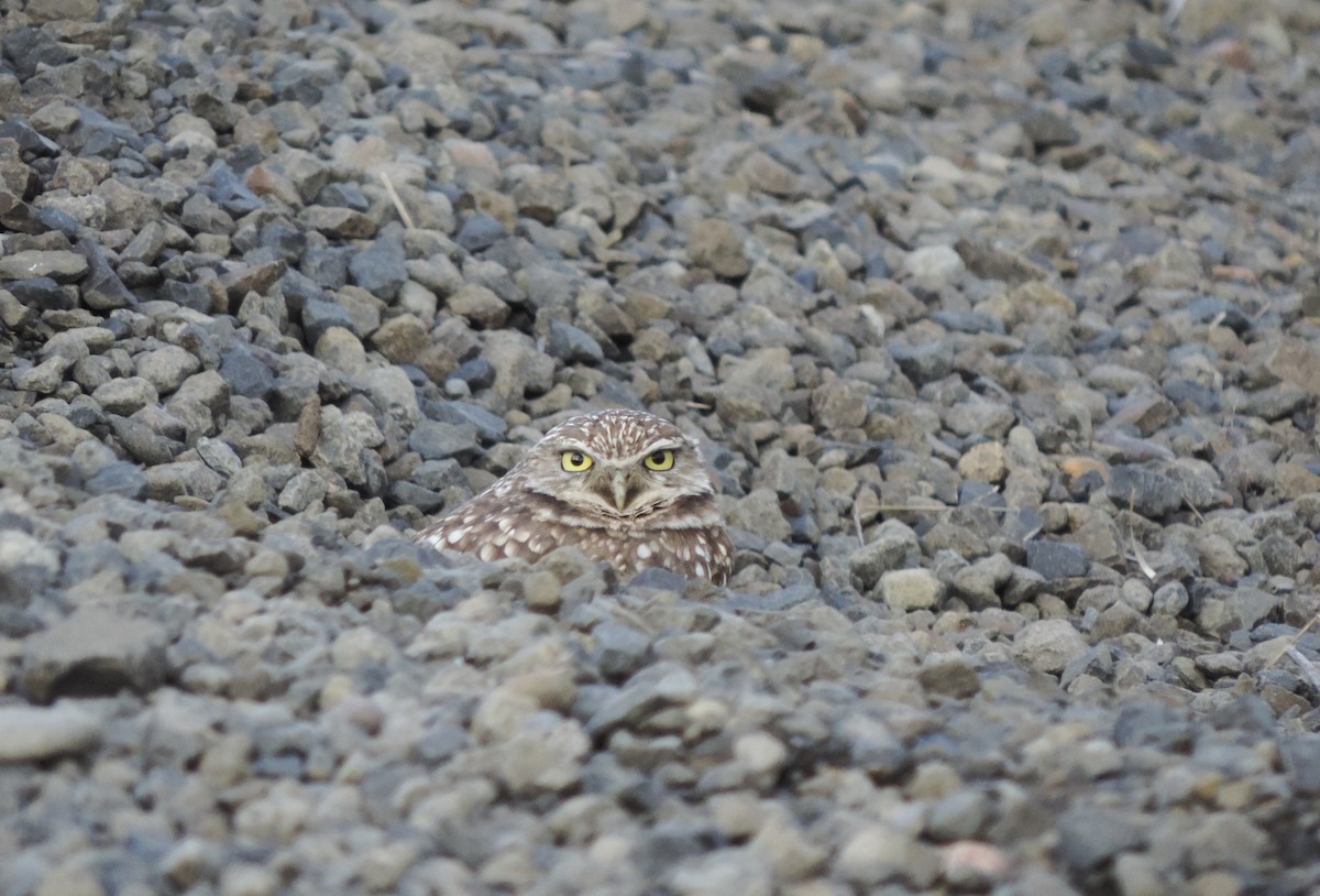Burrowing Owl - ML645468203