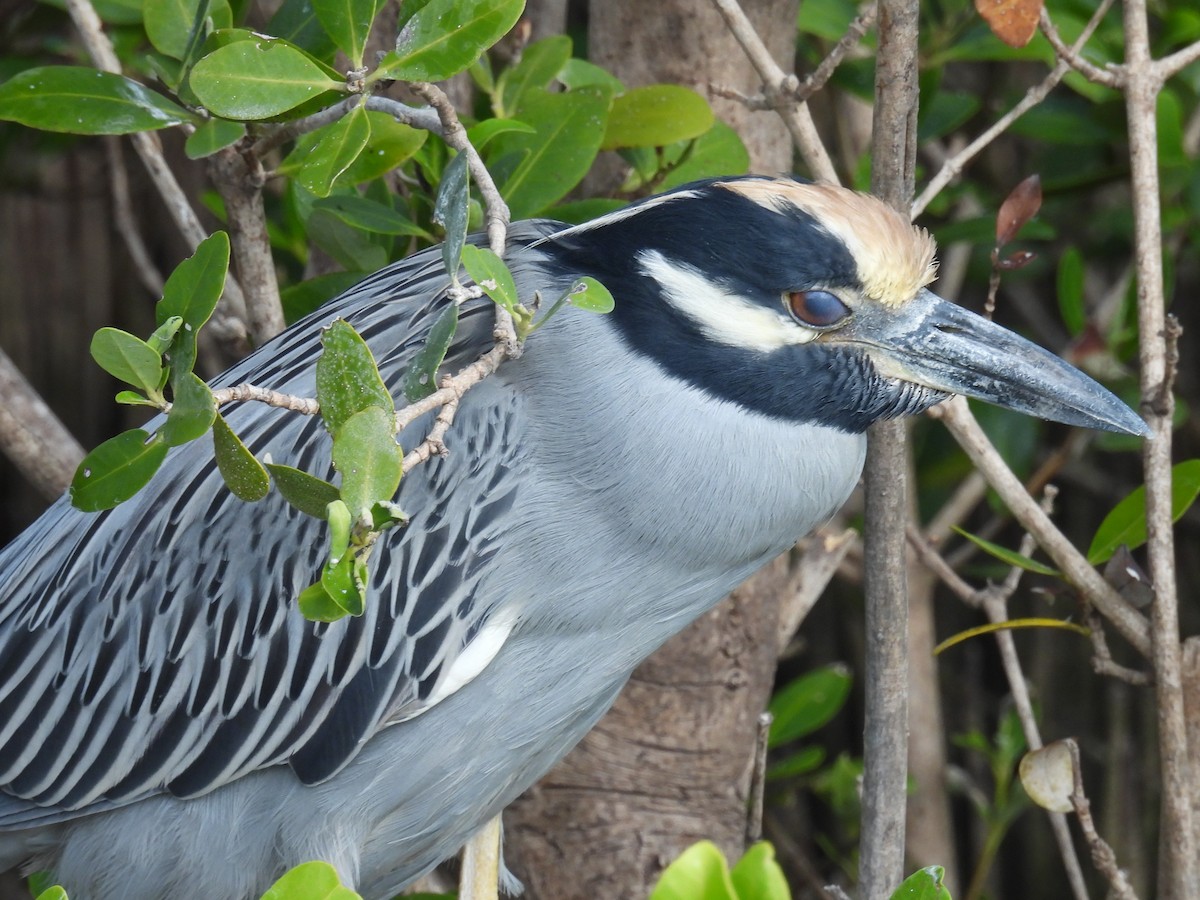 Yellow-crowned Night Heron - ML645468206