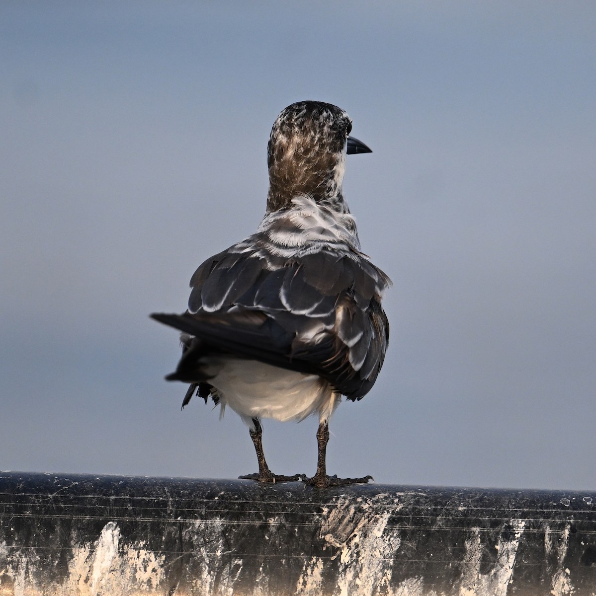 Bridled Tern - ML645468212